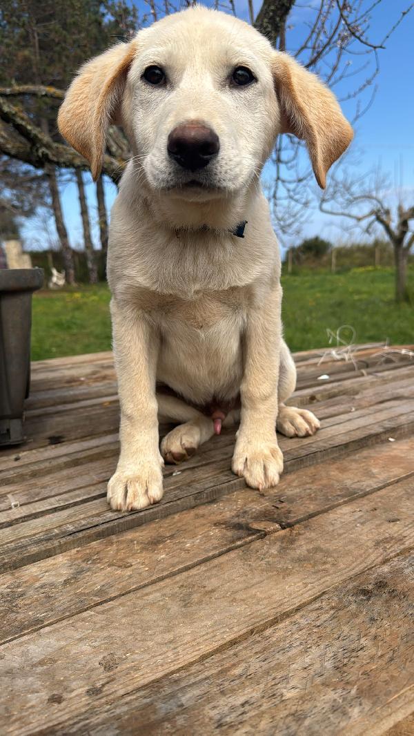Nimbus Splendido Cucciolotto Simil Labrador Cerca Casa